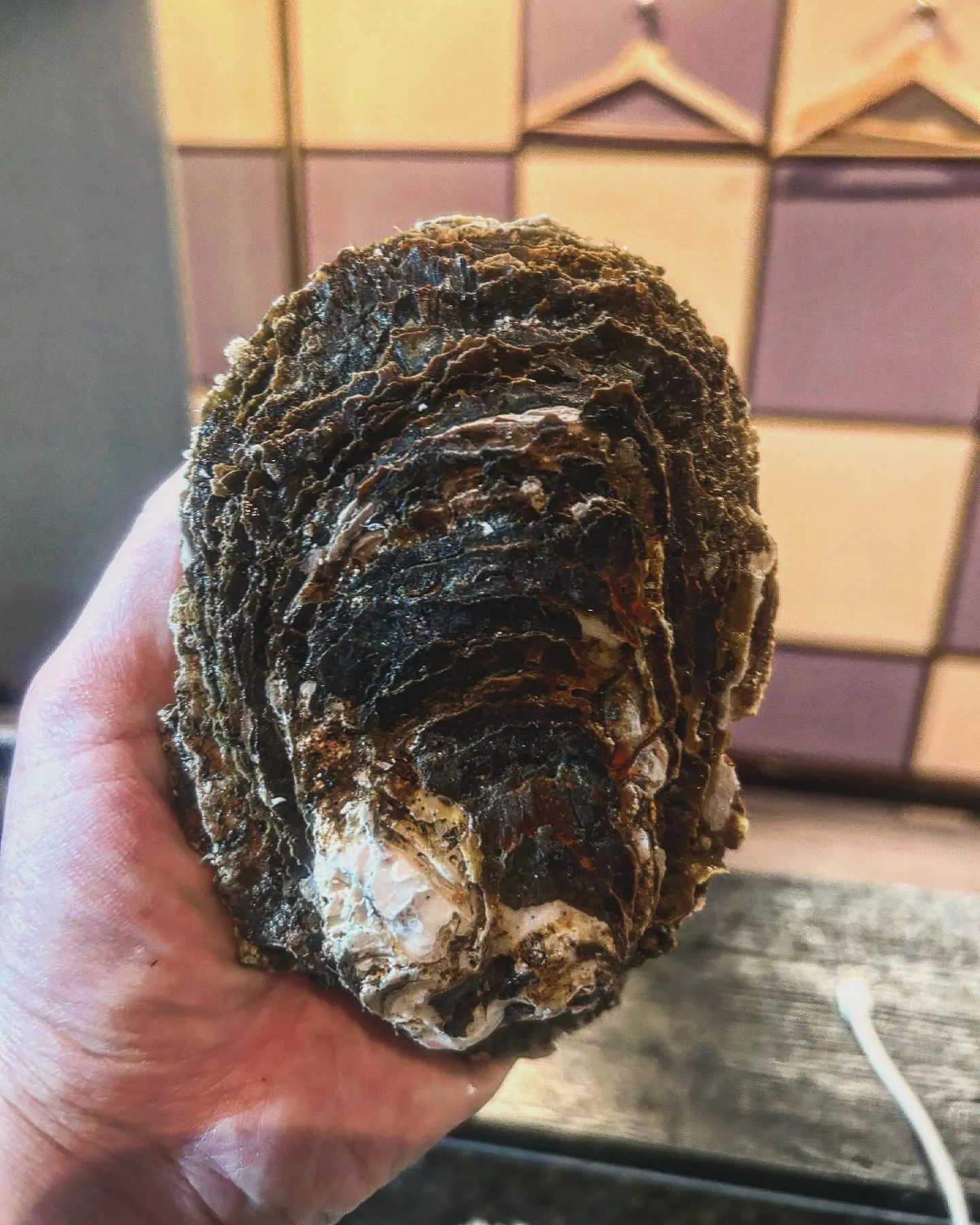 島根県産　岩牡蠣