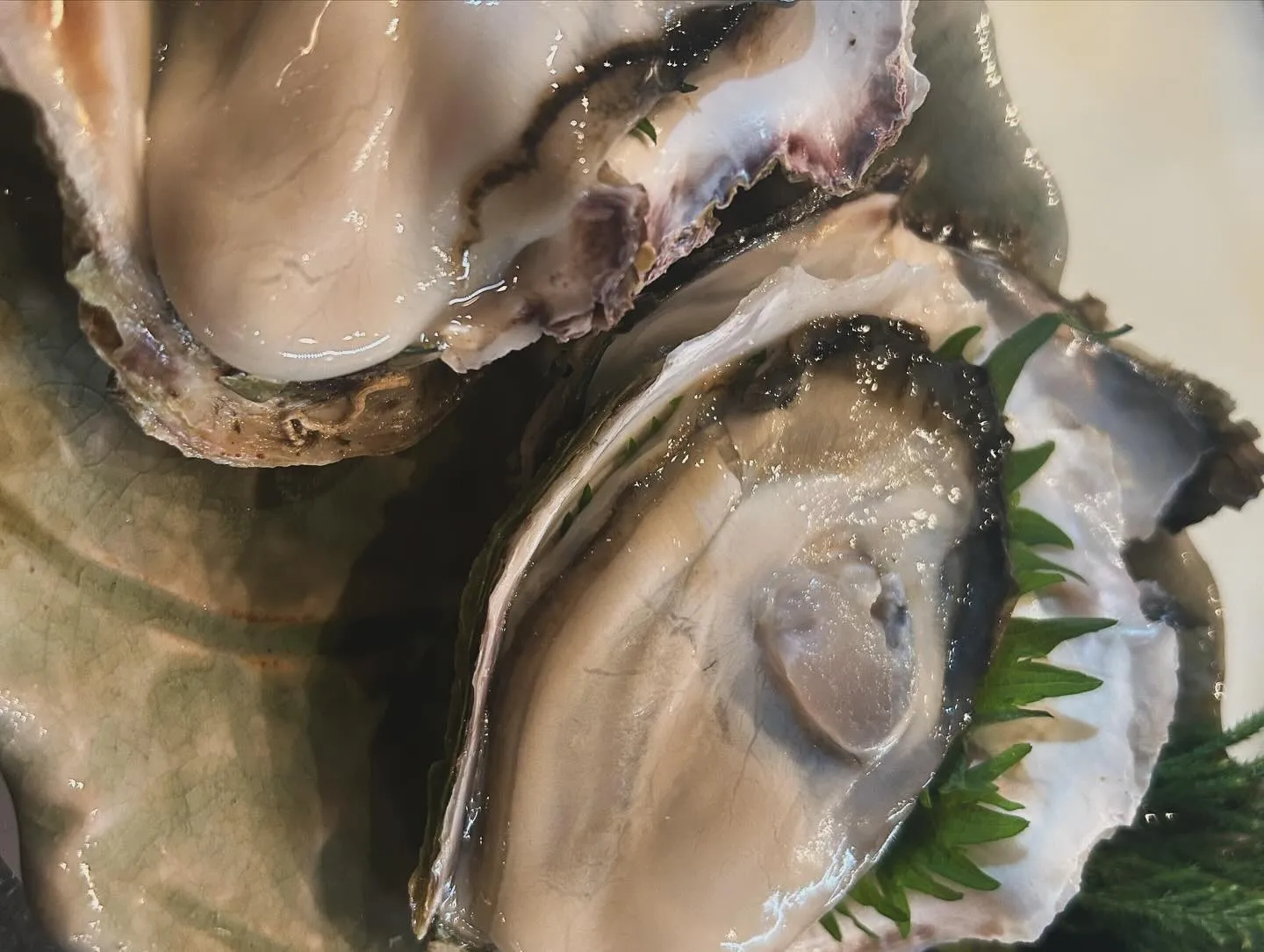 清海🌊　隠岐島産岩牡蠣‼️